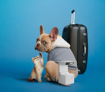 National Pet Month: Watch Your Pets With Multiple Cams!