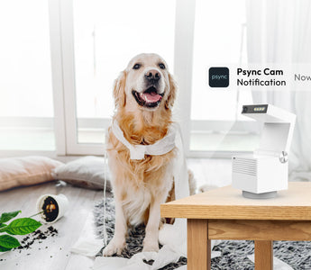 Use Psync Camera Genie S to monitor your dog’s activities