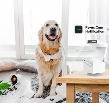 Use Psync Camera Genie S to monitor your dog’s activities