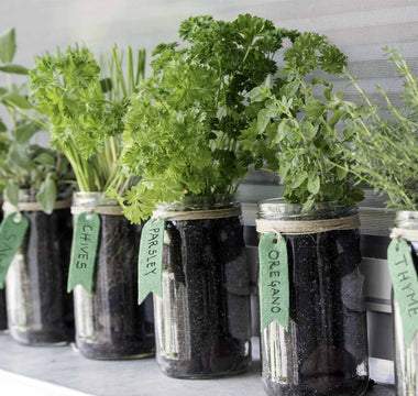 Beginner’s Guide to  Indoor Herb Garden Essentials