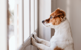 Attentive dog standing on hind legs and gazing thoughtfully out a window, illustrating pet anticipation and companionship at home.